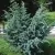 Можжевельник БЛЮ АЛЬПС китайский — описание сорта Можжевельник БЛЮ АЛЬПС китайский в Москве