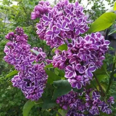 Сирень СЕНСАЦИЯ — описание сорта Сирень СЕНСАЦИЯ в Москве