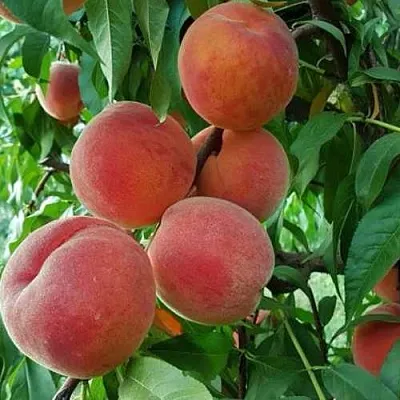 Персик САНКРЕСТ  Персик САНКРЕСТ в Москве