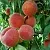 Персик САНКРЕСТ в Москве
