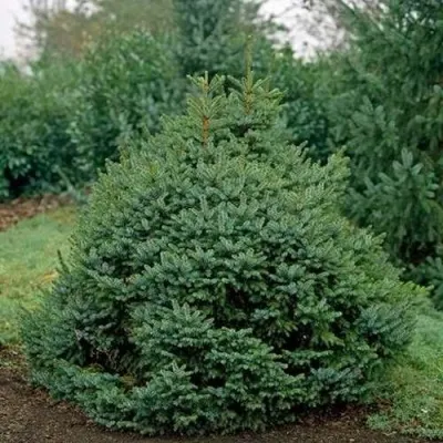 Ель НАНА сербская в Москве