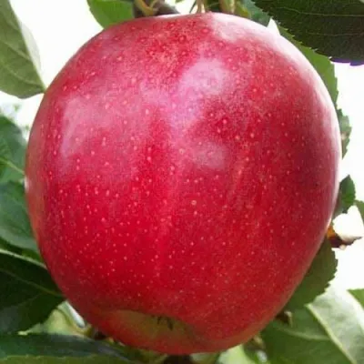 Яблоня ГАЛА МАСТ в Москве