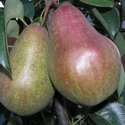 Груша БРЯНСКАЯ КРАСАВИЦА в Москве