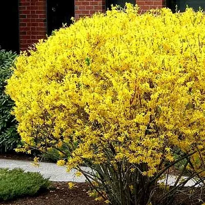 Форзиция ЛИНВУД  Форзиция ЛИНВУД в Москве