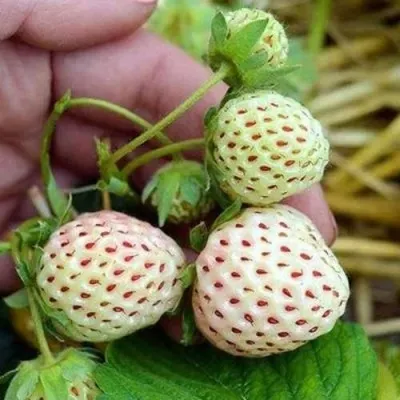 Клубника АНАНАСА ремонтантная в Москве