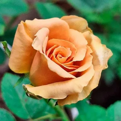 Саженцы роз ТОФФИ чайно-гибридная в Москве