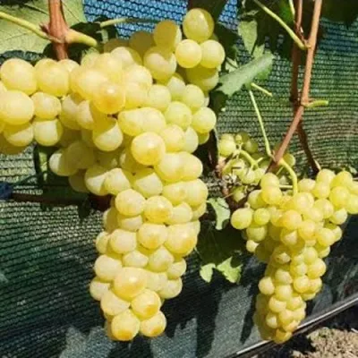 Виноград КИШМИШ ЗОЛОТЦЕ — описание сорта Виноград КИШМИШ ЗОЛОТЦЕ в Москве
