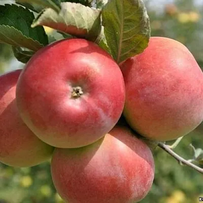 Яблоня ВЭМ-РОЗОВЫЙ  Яблоня ВЭМ-РОЗОВЫЙ в Москве
