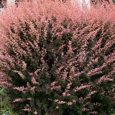 Барбарис РОУЗ ГЛОУ тунберга  Барбарис РОУЗ ГЛОУ тунберга в Москве