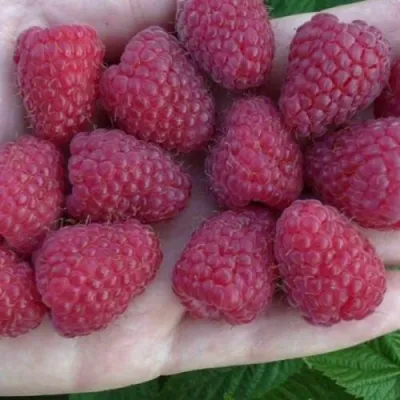 Малина КОРПИКО в Москве