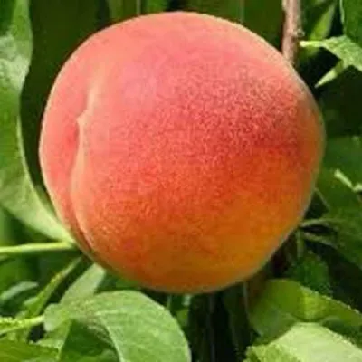 Персик ФЛЕМИНГ ФЬЮРИ в Москве