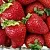 Клубника СКАЛА в Москве