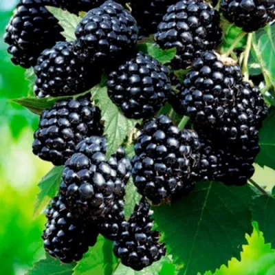 Ежевика ЛОХТЕЙ бесшипная в Москве