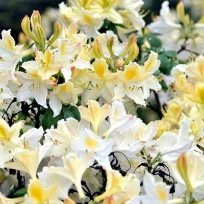 Азалия ДАВИЗИ листопадная — описание сорта Азалия ДАВИЗИ листопадная в Москве