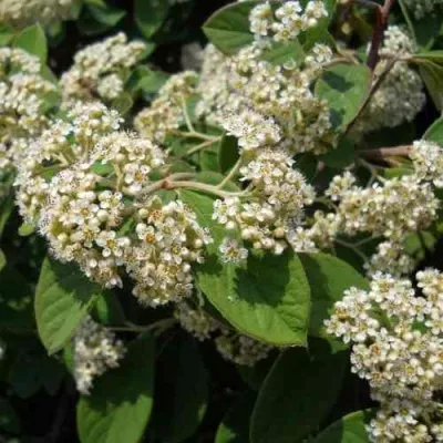 Кизильник пузырчатый — описание сорта Кизильник пузырчатый в Москве