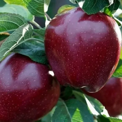 Яблоня РЕД ЧИФ в Москве