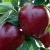 Яблоня РЕД ЧИФ в Москве