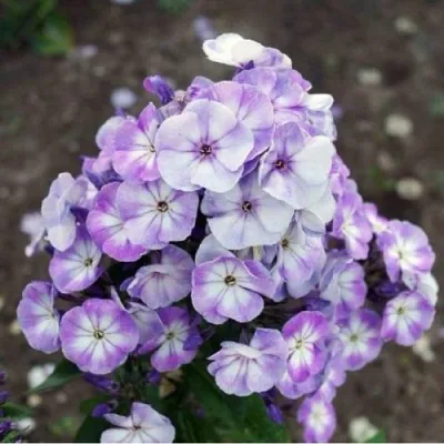 Флокс ЮНИК ОЛД БЛУ метельчатый — описание сорта Флокс ЮНИК ОЛД БЛУ метельчатый в Москве