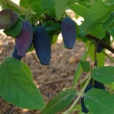 Жимолость съедобная ПАВЛОВСКАЯ в Москве