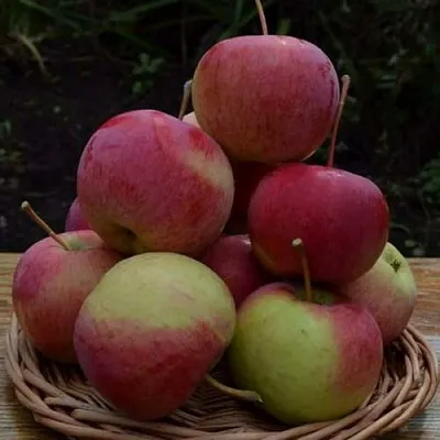 Яблоня РОДНИКОВАЯ  Яблоня РОДНИКОВАЯ в Москве