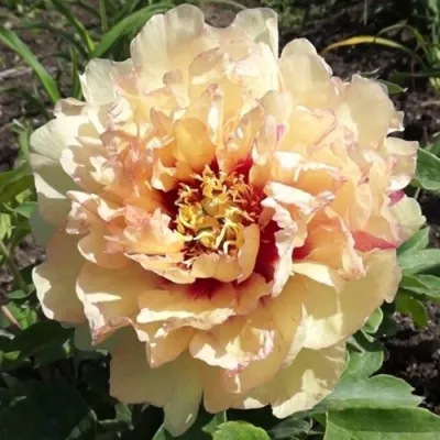 Пион КЕНАРИ БРИЛЛИАНТС ито-гибрид — описание сорта Пион КЕНАРИ БРИЛЛИАНТС ито-гибрид в Москве