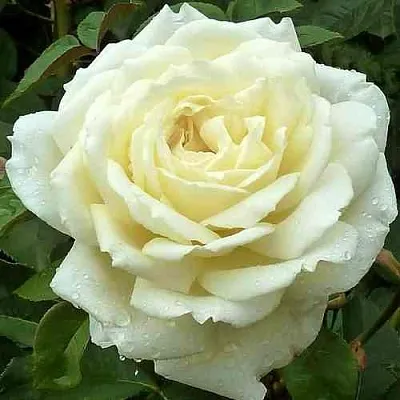 Саженцы роз ЖАННА МОРО чайно-гибридная в Москве