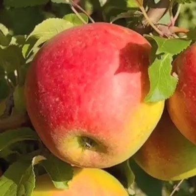 Яблоня САКАВИТА — описание сорта Яблоня САКАВИТА в Москве