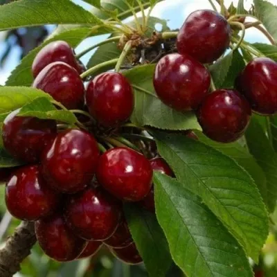 Черешня ЛАПИНС в Москве