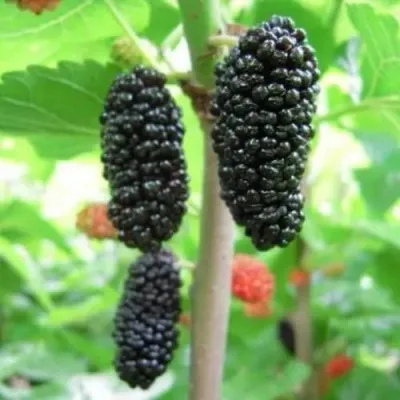 Шелковица ГАЛИЦИЯ — описание сорта Шелковица ГАЛИЦИЯ в Москве