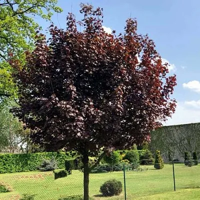 саженцы клена саженцы клена