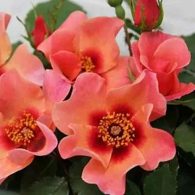 Саженцы роз ФО Ю АЙС ОНЛИ флорибунда в Москве