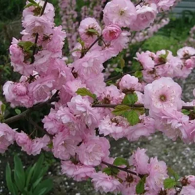 Миндаль ТРЁХЛОПАСТНЫЙ (луизеания)  Миндаль ТРЁХЛОПАСТНЫЙ (луизеания) в Москве