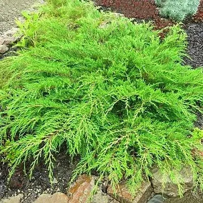 Микробиота ЯКОБСЕН перекрестнопарная  Микробиота ЯКОБСЕН перекрестнопарная в Москве