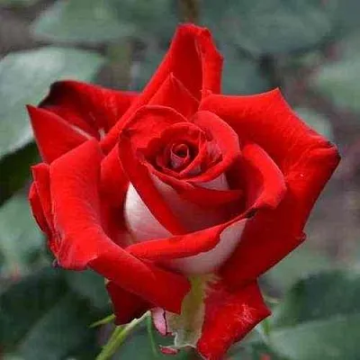 Саженцы роз АЛЬЯНС чайно-гибридная в Москве