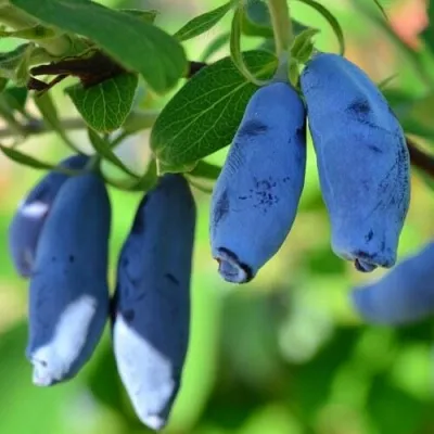 Жимолость съедобная ТРУЖЕНИЦА в Москве
