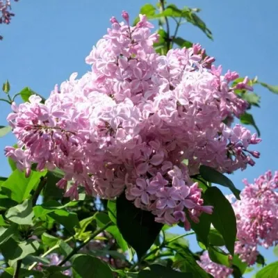 Сирень БУФФОН — описание сорта Сирень БУФФОН в Москве