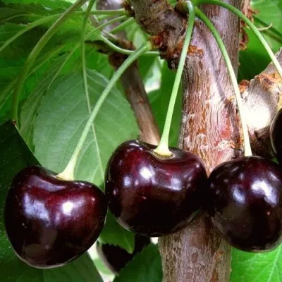 Черешня ДОНЕЦКИЙ УГОЛЁК в Москве