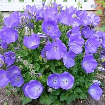 Колокольчик САНТА карпатский в Москве