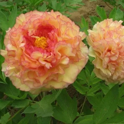 Пион ЗОЛОТАЯ РОССЫПЬ древовидный — описание сорта Пион ЗОЛОТАЯ РОССЫПЬ древовидный в Москве