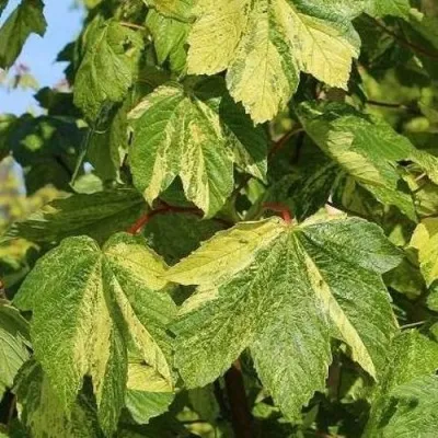 Клен ЛЕОПОЛЬДИ — описание сорта Клен ЛЕОПОЛЬДИ в Москве