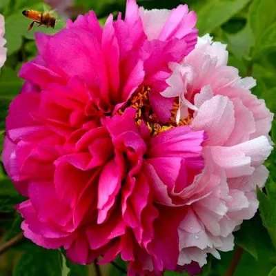 Пион ДВЕ СЕСТРЫ древовидный — описание сорта Пион ДВЕ СЕСТРЫ древовидный в Москве