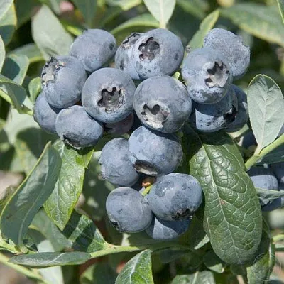 Голубика БРИГИТТА  Голубика БРИГИТТА в Москве
