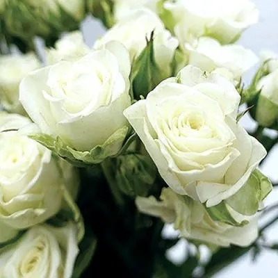 Саженцы роз СНОУФЛЕЙК спрей в Москве