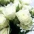 Саженцы роз СНОУФЛЕЙК спрей в Москве
