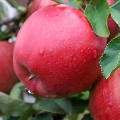 Яблоня ЧЕМПИОН в Москве