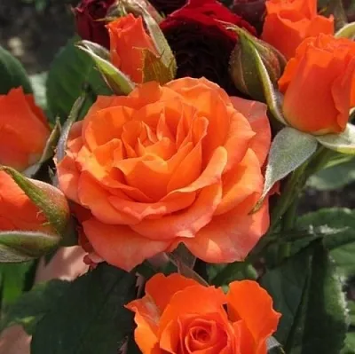 Саженцы роз АЛЕГРИЯ спрей в Москве