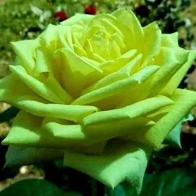 Саженцы роз АМАНДИНА чайно-гибридная в Москве