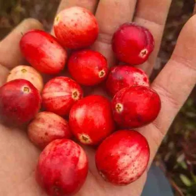 Клюква СТАНКОВИЧ — описание сорта Клюква СТАНКОВИЧ в Москве