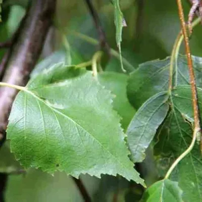 Береза повислая — описание сорта Береза повислая в Москве
