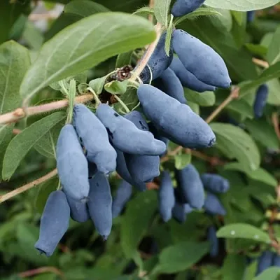 Жимолость съедобная ТОМИ японская  Жимолость съедобная ТОМИ японская в Москве